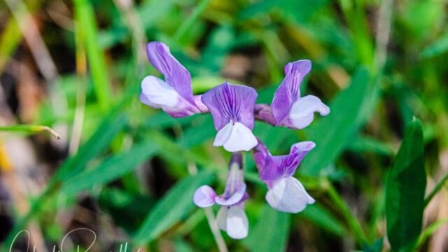 Vicia americana ssp. americana American vetch, Vicia americana ssp. americana