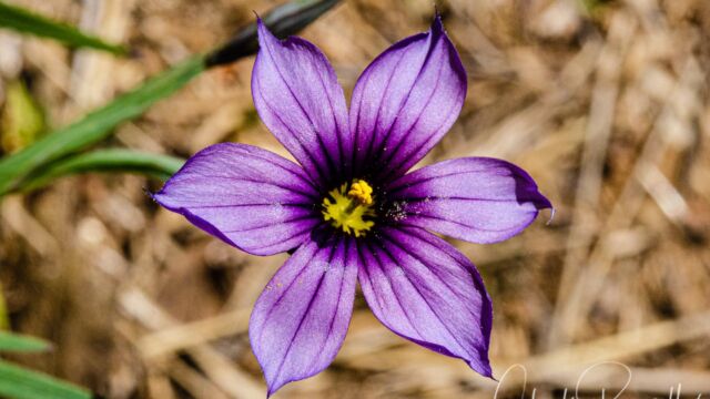 Sisyrinchium bellum Western blue eyed grass, Sisyrinchium bellum
