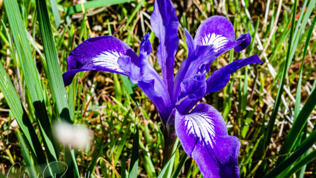 Iris macrosiphon Bowltube iris, Iris macrosiphon