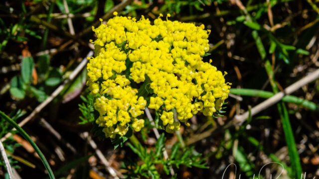 Lomatium utriculatum Common lomatium, Lomatium utriculatum