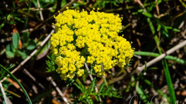 Lomatium utriculatum Common lomatium, Lomatium utriculatum