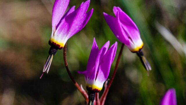 Primula hendersonii Mosquito bill, Primula hendersonii