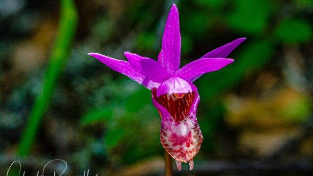 Calypso bulbosa var. occidentalis Fairy slipper, Calypso bulbosa var. occidentalis
