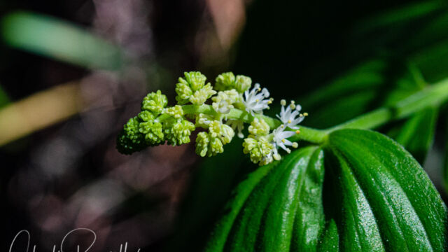 Maianthemum racemosum Feathery false lily of the valley, Maianthemum racemosum