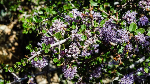 Ceanothus sp.