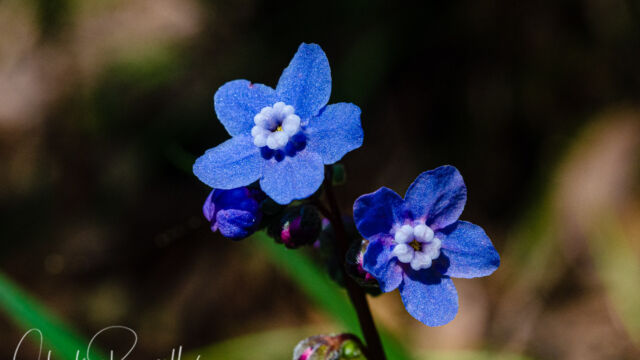 Cynoglossum grande (Adelinia grande) Pacific hound's tongue, Cynoglossum grande