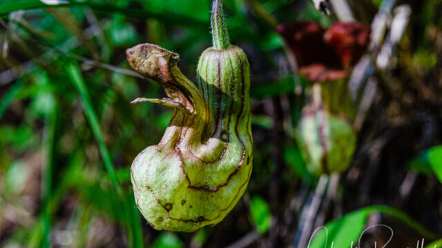 Aristolochia californica California Dutchman's pipe, Aristolochia californica
