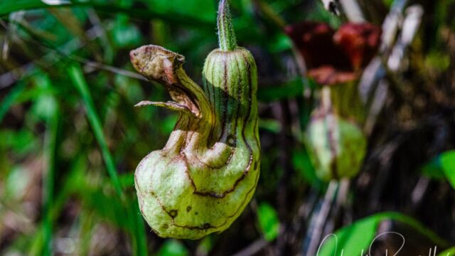 Aristolochia californica California Dutchman's pipe, Aristolochia californica
