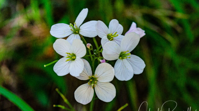 Cardamine californica Milk maids, Cardamine californica