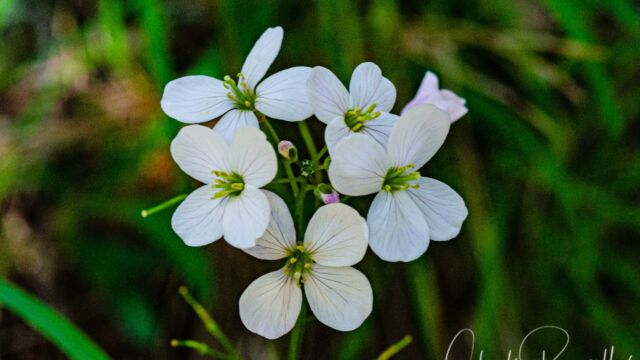 Cardamine californica Milk maids, Cardamine californica