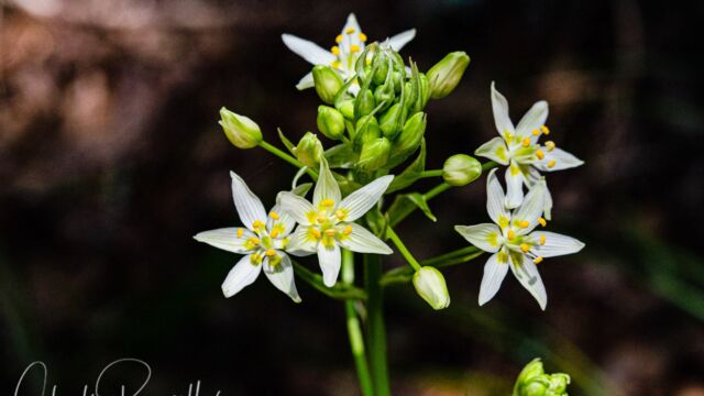 Toxicoscordion fremontii Fremont's death camas, Toxicoscordion fremontii