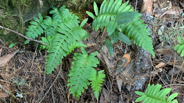 Polypodium sp.