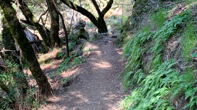 Fern-lined trail through the oak woodland Matt Davis Trail