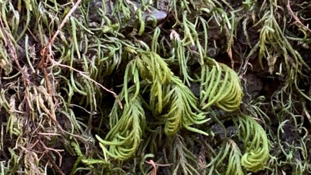 Dendroalsia abietina Dendroalsia moss, Dendroalsia abietina
