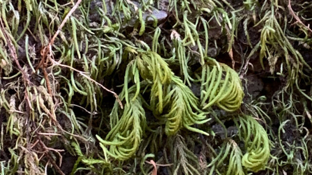 Dendroalsia abietina Dendroalsia moss, Dendroalsia abietina