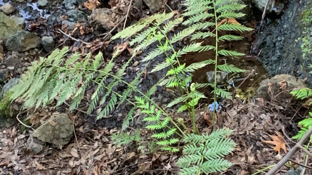Woodwardia fimbriata Giant chain fern, Woodwardia fimbriata
