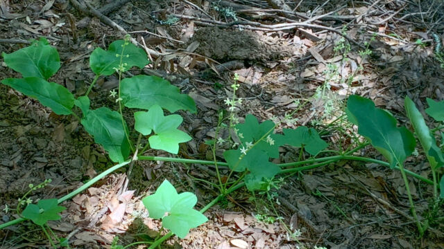 Marah fabacea California man-root, Marah fabacea
