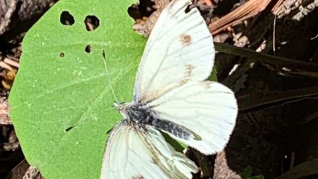 Pieris marginalis Margined White, Pieris marginalis