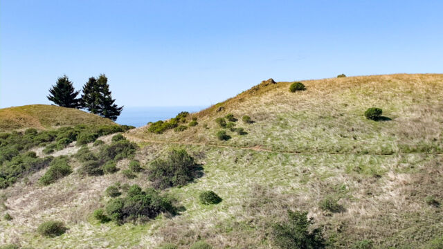 Nearer the headlands, you come out of the oak woodland, to grassy slopes. Look for sky lupine on the hillside. Hike up the "bare knoll" and look for iris just over the top Matt Davis Trail