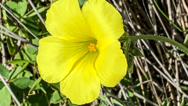 Oxalis pes-caprae Bermuda buttercup, Oxalis pes-caprae