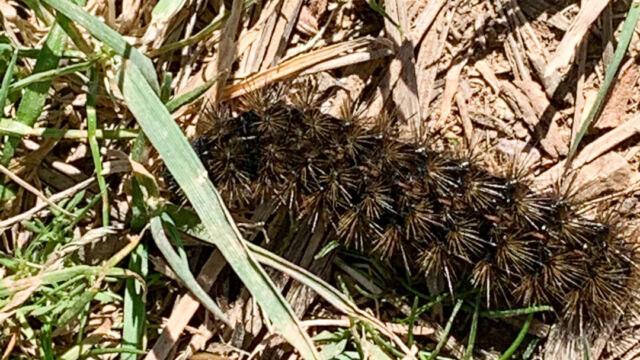 Tribe Arctiini Tiger Moth, Tribe Arctiini