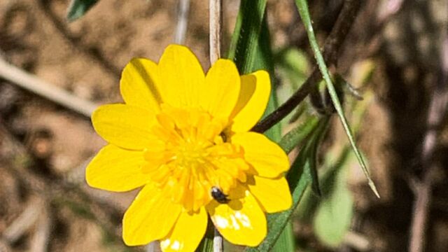 Ranunculus californicus California buttercup, Ranunculus californicus