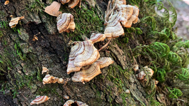 Stereum hirsutum. Note smooth underneath, not pored or gilled False Turkey-Tail , Stereum hirsutum