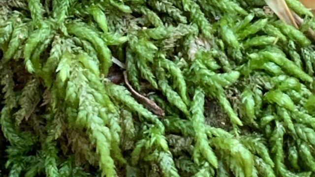 Family Hypnaceae Moss, Family Hypnaceae