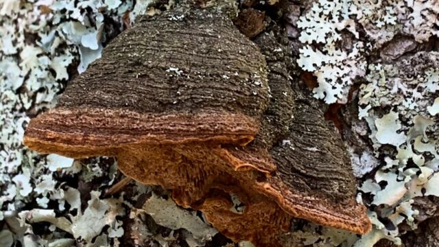 Porodaedalea pini Pine Bracket, Porodaedalea pini