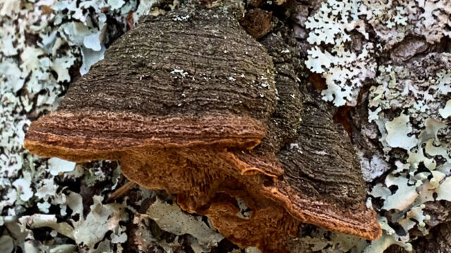 Porodaedalea pini Pine Bracket, Porodaedalea pini