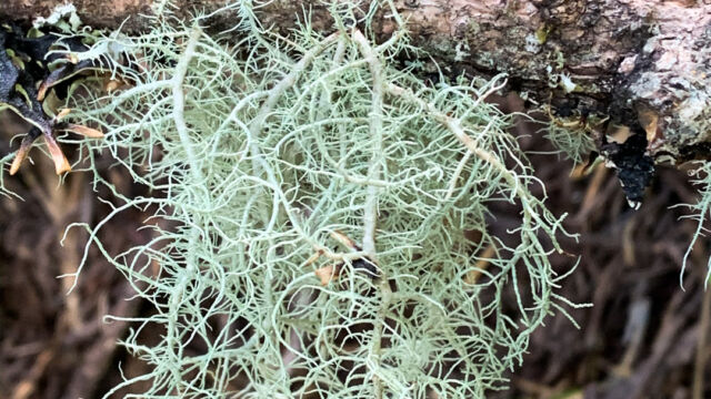 Usnea sp. Beard lichen, Usnea sp.