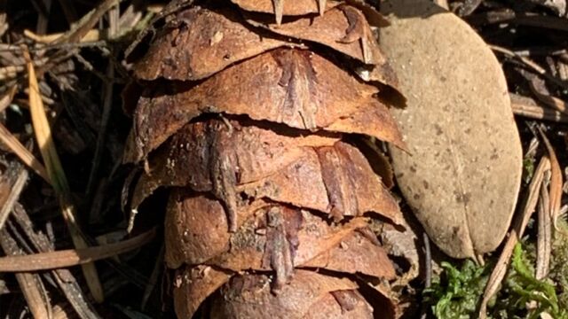 Pseudotsuga menziesii. Mousetrap cone. Douglas fir, Pseudotsuga menziesii