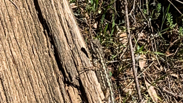Sceloporus occidentalis Western Fence Lizard, Sceloporus occidentalis