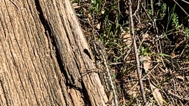 Sceloporus occidentalis Western Fence Lizard, Sceloporus occidentalis