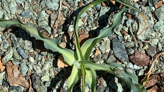 Chlorogalum pomeridianum Wavyleaf soap plant, Chlorogalum pomeridianum