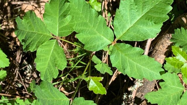 Toxicodendron diversilobum Poison oak, Toxicodendron diversilobum