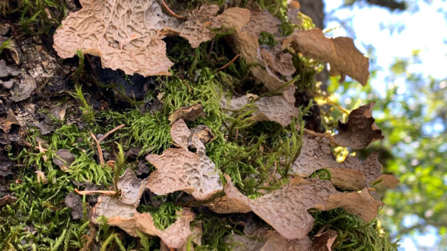 Lobaria sp. Lung Lichen, Lobaria sp.