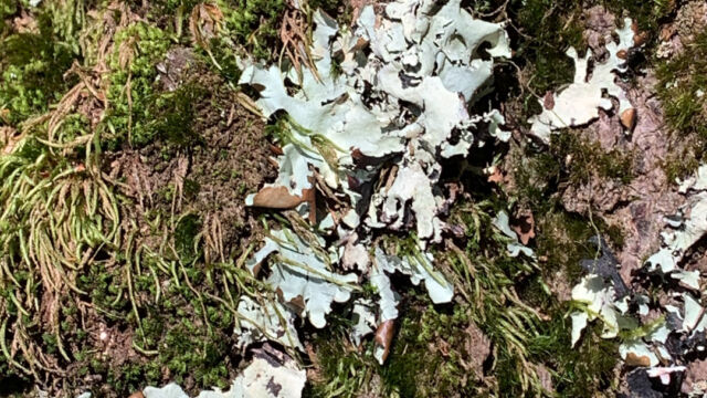 Family Parmeliaceae Shield lichen, Family Parmeliaceae