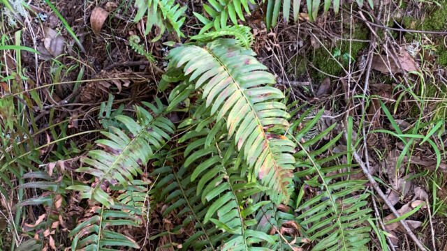 Polystichum munitum Western sword fern, Polystichum munitum