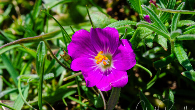 Calandrinia menziesii Red maids, Calandrinia menziesii