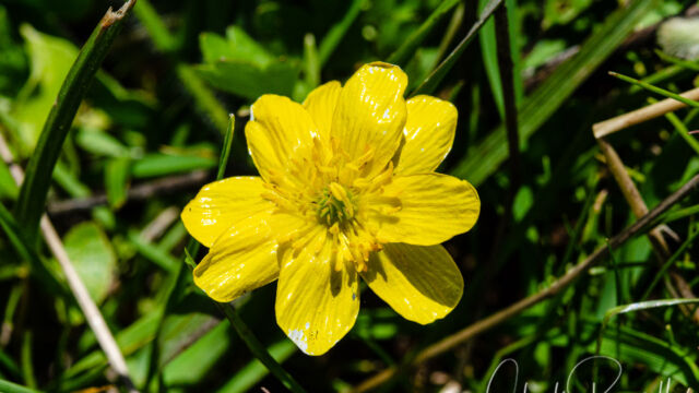 Ranunculus californicus California buttercup, Ranunculus californicus