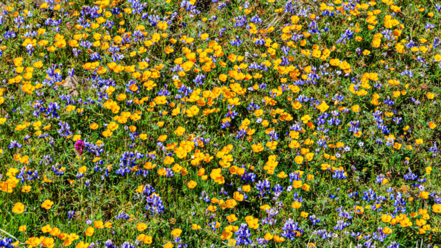 A hillside with frying pan poppies, sky lupine, and one purple owl's clover North Table Mountain