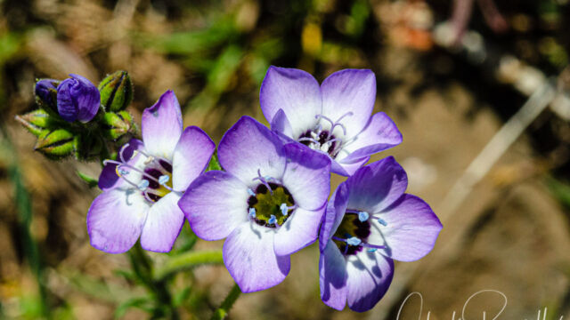 Gilia tricolor ssp. tricolor Bird's eye gilia, Gilia tricolor ssp. tricolor
