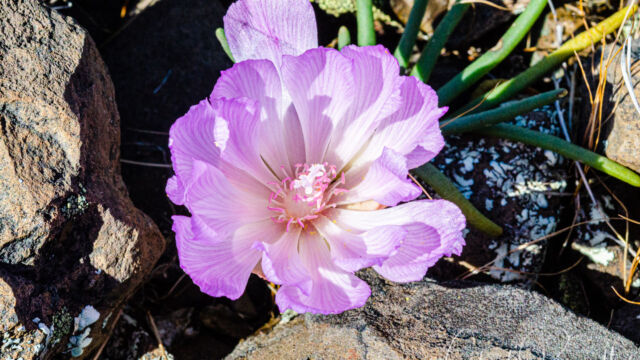 Lewisia rediviva Bitter root, Lewisia rediviva