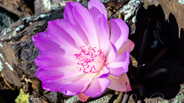 Lewisia rediviva Bitter root, Lewisia rediviva
