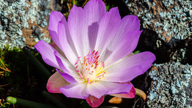Lewisia rediviva Bitter root, Lewisia rediviva
