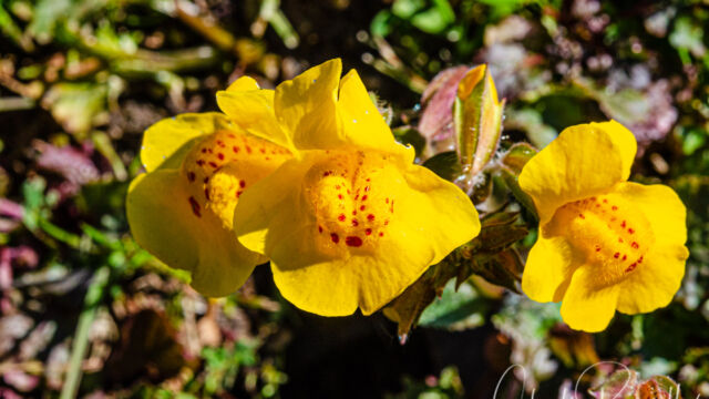 Erythranthe guttata Yellow monkey flower, Erythranthe guttata