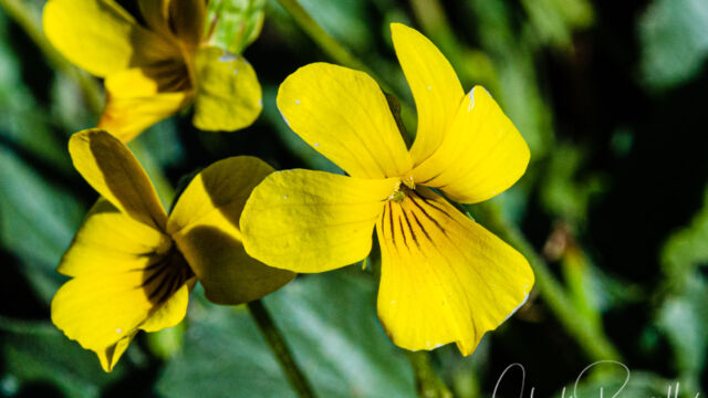 Viola purpurea ssp. quercetorum Goosefoot violet, Viola purpurea ssp. quercetorum