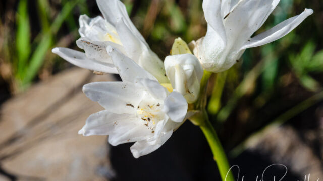 Dipterostemon capitatus subsp. capitatus, aka Dichelostemma capitatum ssp. capitatum Blue dicks, Dipterostemon capitatus subsp. capitatus