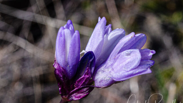 Dipterostemon capitatus subsp. capitatus, aka Dichelostemma capitatum ssp. capitatum Blue dicks, Dipterostemon capitatus subsp. capitatus